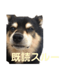 犬のぬい2（個別スタンプ：15）