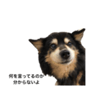 犬のぬい2（個別スタンプ：17）