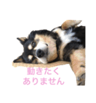 犬のぬい2（個別スタンプ：18）
