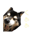 犬のぬい2（個別スタンプ：20）