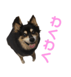 犬のぬい2（個別スタンプ：21）