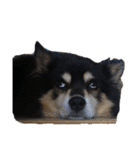 犬のぬい2（個別スタンプ：22）