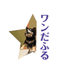 犬のぬい2（個別スタンプ：24）