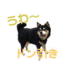 犬のぬい2（個別スタンプ：25）