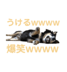 犬のぬい2（個別スタンプ：26）