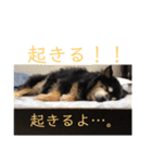 犬のぬい2（個別スタンプ：28）