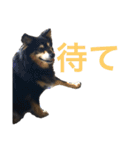 犬のぬい2（個別スタンプ：29）