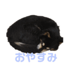 犬のぬい2（個別スタンプ：31）