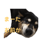 犬のぬい2（個別スタンプ：32）