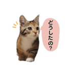 子猫のマンチカンちか子スタンプ（個別スタンプ：1）
