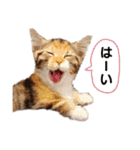 子猫のマンチカンちか子スタンプ（個別スタンプ：2）