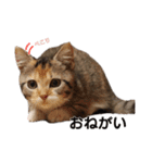 子猫のマンチカンちか子スタンプ（個別スタンプ：3）