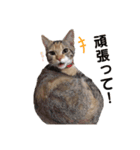 子猫のマンチカンちか子スタンプ（個別スタンプ：4）