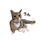 子猫のマンチカンちか子スタンプ（個別スタンプ：5）