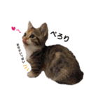 子猫のマンチカンちか子スタンプ（個別スタンプ：6）
