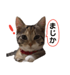子猫のマンチカンちか子スタンプ（個別スタンプ：7）