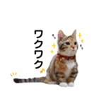 子猫のマンチカンちか子スタンプ（個別スタンプ：8）