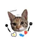子猫のマンチカンちか子スタンプ（個別スタンプ：9）