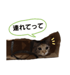 子猫のマンチカンちか子スタンプ（個別スタンプ：10）
