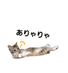子猫のマンチカンちか子スタンプ（個別スタンプ：11）