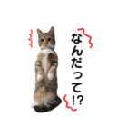 子猫のマンチカンちか子スタンプ（個別スタンプ：12）