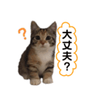 子猫のマンチカンちか子スタンプ（個別スタンプ：13）