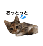 子猫のマンチカンちか子スタンプ（個別スタンプ：14）