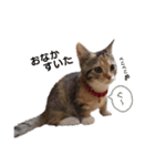 子猫のマンチカンちか子スタンプ（個別スタンプ：15）