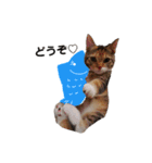 子猫のマンチカンちか子スタンプ（個別スタンプ：17）