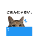 子猫のマンチカンちか子スタンプ（個別スタンプ：18）