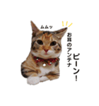 子猫のマンチカンちか子スタンプ（個別スタンプ：19）