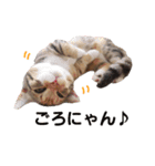 子猫のマンチカンちか子スタンプ（個別スタンプ：20）