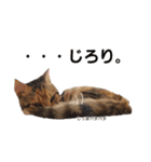 子猫のマンチカンちか子スタンプ（個別スタンプ：21）