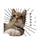 子猫のマンチカンちか子スタンプ（個別スタンプ：22）