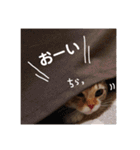 子猫のマンチカンちか子スタンプ（個別スタンプ：23）
