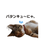 子猫のマンチカンちか子スタンプ（個別スタンプ：24）