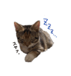 子猫のマンチカンちか子スタンプ（個別スタンプ：25）