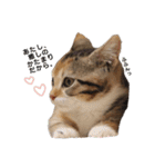 子猫のマンチカンちか子スタンプ（個別スタンプ：26）