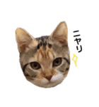 子猫のマンチカンちか子スタンプ（個別スタンプ：27）