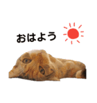 子猫のマンチカンちか子スタンプ（個別スタンプ：28）
