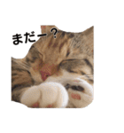 子猫のマンチカンちか子スタンプ（個別スタンプ：30）
