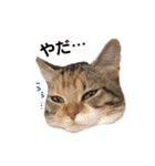 子猫のマンチカンちか子スタンプ（個別スタンプ：31）