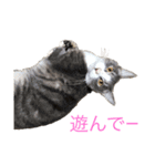 うちの5匹の猫（個別スタンプ：1）