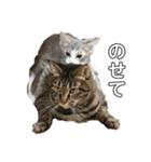 うちの5匹の猫（個別スタンプ：2）