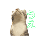 うちの5匹の猫（個別スタンプ：3）
