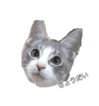 うちの5匹の猫（個別スタンプ：4）