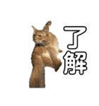 うちの5匹の猫（個別スタンプ：5）