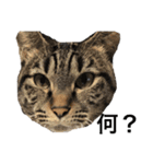 うちの5匹の猫（個別スタンプ：7）
