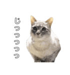 うちの5匹の猫（個別スタンプ：9）