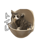 うちの5匹の猫（個別スタンプ：10）